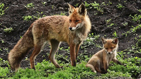 Het Klokhuis | Vossen